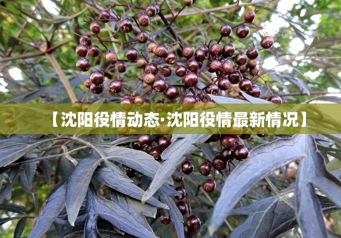 【沈阳役情动态·沈阳役情最新情况】